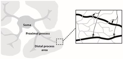 New Tools to Study Astrocyte Ca2+ Signal Dynamics in Brain Networks In Vivo